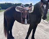 all-around-percheron-horse