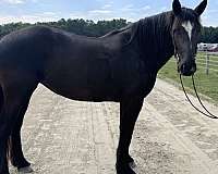 english-pleasure-percheron-horse