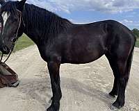 draft-percheron-horse
