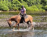 near-fore-stocking-horse