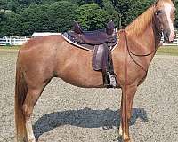 red-roan-hind-stockings-horse