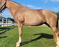red-roan-near-fore-stocking-horse