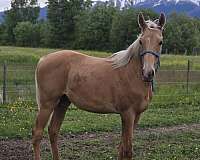 thoroughbred-horse-for-sale