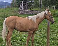 thoroughbred-horse