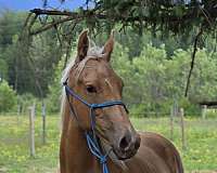 thoroughbred-colt