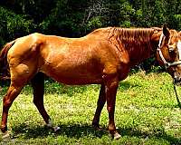 western-pleasure-prospect-quarter-horse
