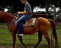 western-pleasure-prospect-horse