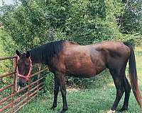 barrel-experienced-thoroughbred-horse