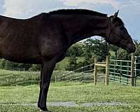 thoroughbred-gelding