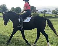 thoroughbred-horse-for-sale