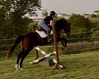 thoroughbred-horse