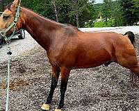 blaze-socks-horse