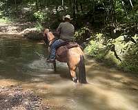 buckskin-blaze-socks-horse
