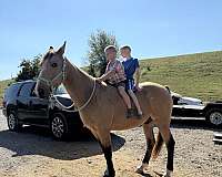 twh-tennessee-walking-horse