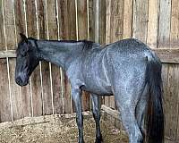 colt-blue-roan-tennessee-walking-horse
