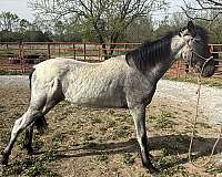 colt-blue-roan-horse