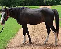 quarter-pony-gelding