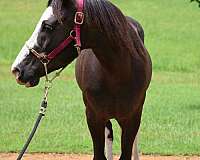 quarter-pony-for-sale