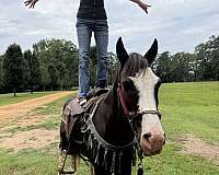 quarter-pony