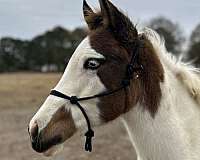 tovero-yearling