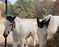 tovero-paint-yearling