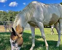 tovero-yearling-for-sale