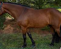 companion-morgan-percheron-horse