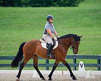 dressage-morgan-percheron-horse