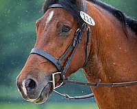 performance-morgan-percheron-horse