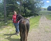 reasonable-offers-gypsy-vanner-horse