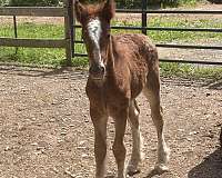 first-time-gypsy-vanner-horse