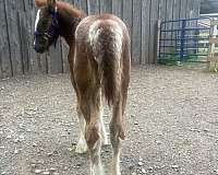payments-available-gypsy-vanner-horse