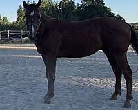 appendix-gelding