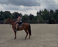 appendix-horse-for-sale