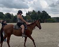 appendix-horse