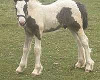 health-certificate-colt