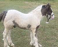includes-colt
