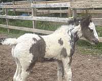 unique-markings-gypsy-vanner-horse