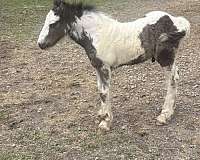 unique-markings-horse