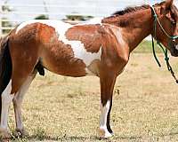 lead-line-pinto-pony