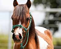 mini-pony
