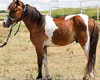 cute-pinto-pony