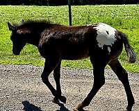 aphc-icaa-colt