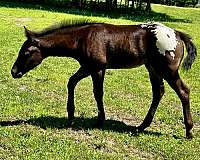 black-aphc-icaa-colt