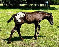black-aphc-icaa-horse