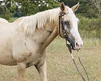 palomino-quarter-horse-mare-broodmare