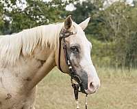 quarter-horse-mare