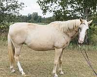 quarter-horse-for-sale