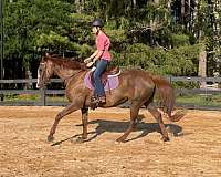 longe-li-horse