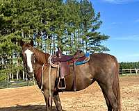 liver-chestnut-longe-li-horse